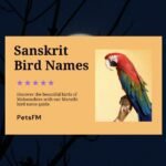 100+ Bird Names In Sanskrit With Translation in English
